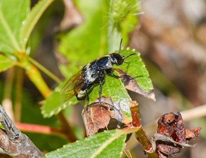 The hairy rove beetle resembles a bumblebee in flight. - ANTHONY WESTKAMPER