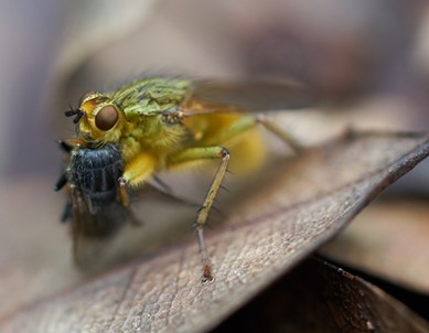 A dung fly dining on what looks to be a flesh fly. - ANTHONY WESTKAMPER