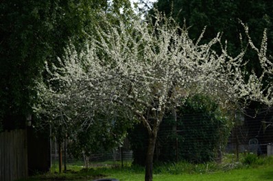 A green Gage plum tree - ANTHONY WESTKAMPER