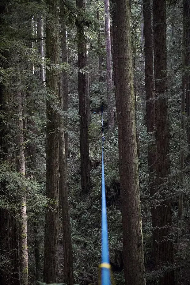 The line stretched across the forest is almost exactly 400 feet long. - SAM ARMANINO