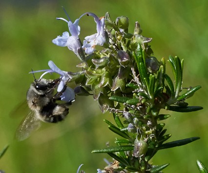 Hover feeding mining bee avoids anthers. - ANTHONY WESTKAMPER