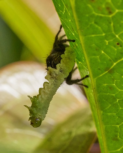 A red backed jumping spider eating a caterpillar that was munching my plum tree's leaves. - ANTHONY WESTKAMPER