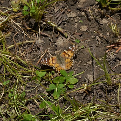 A painted lady butterfly in the backyard. - ANTHONY WESTKAMPER