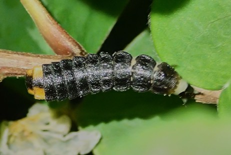 Female glowworm, Pterotus obscuripennis. - ANTHONY WESTKAMPER