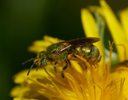 Halcitid bee (about 7 millimeters long) on a dandelion. - ANTHONY WESTKAMPER