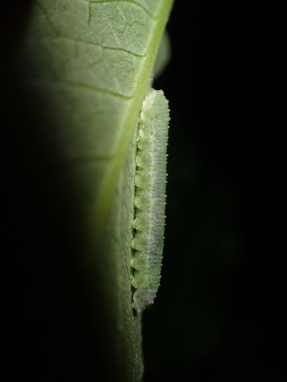Sawfly larvae on underside of leaf. - ANTHONY WESTKAMPER