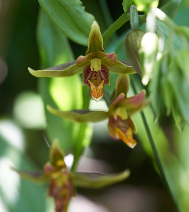 A chatterbox orchid about 3.5 centimeters across. - ANTHONY WESTKAMPER