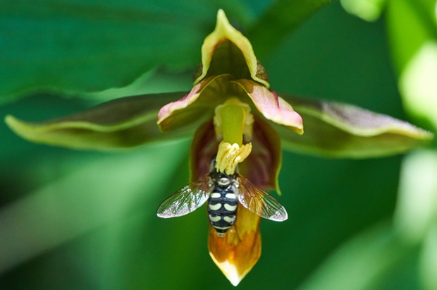 A hoverfly delivering pollen to an orchid. - ANTHONY WESTKAMPER