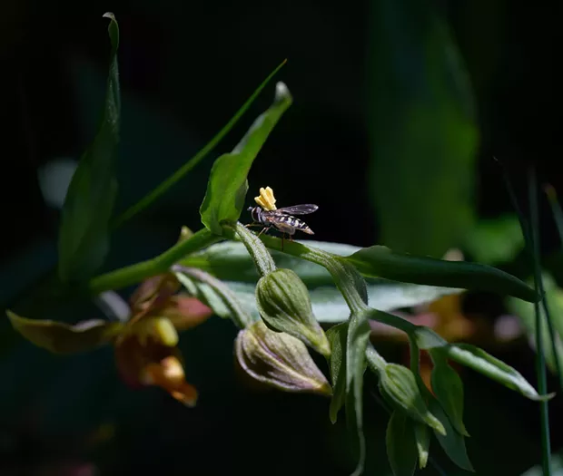 A hoverfly with pollinea stuck to its back. - ANTHONY WESTKAMPER