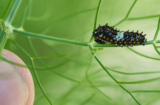 A bird-poop-emulating anise Swallowtail caterpillar. Note thumb to show scale. - ANTHONY WESTKAMPER
