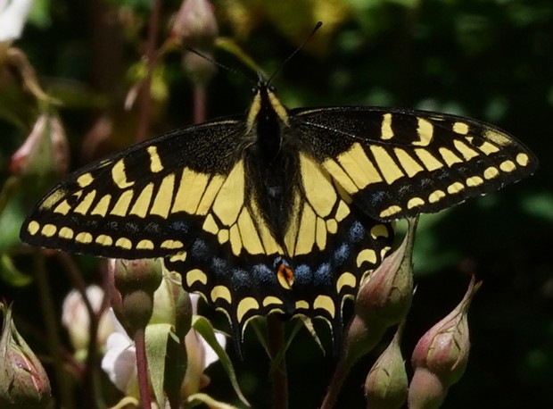 An adult anise swallowtail. - ANTHONY WESTKAMPER