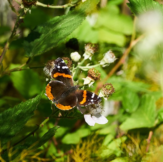 Red admiral on Himalaya berry flower. - ANTHONY WESTKAMPER