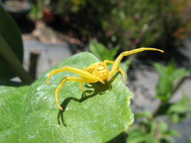 Yellow crab spider. - ANTHONY WESTKAMPER