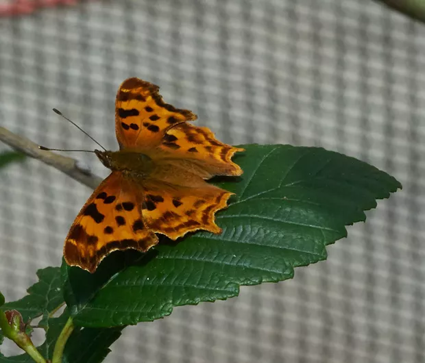 Angelwing butterfly. - ANTHONY WESTKAMPER