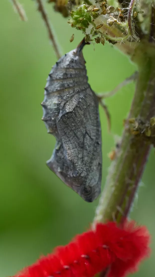 Red admiral chrysalis are marked with colorful pipe cleaners to help find them. - ANTHONY WESTKAMPER