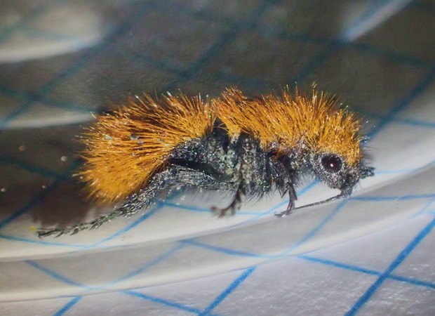 Cute little fuzzy velvet ant.  Don't let her looks fool you.  She packs a wallop. - ANTHONY WESTKAMPER