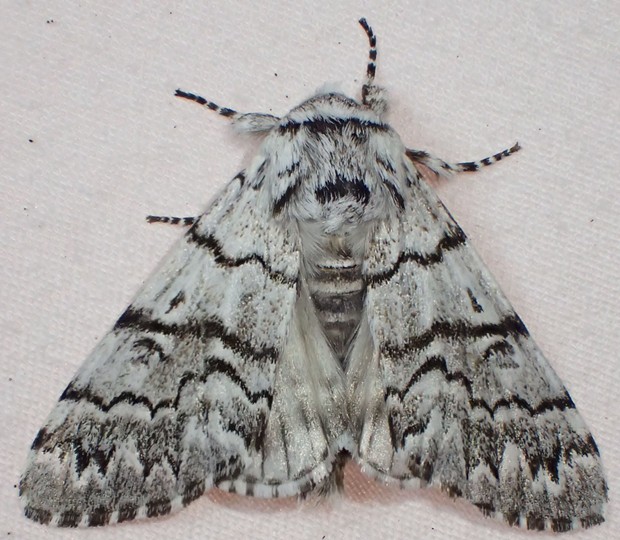 A nocturnal moth I believe to be Panthea virginarius portlandia or a close relative. - ANTHONY WESTKAMPER
