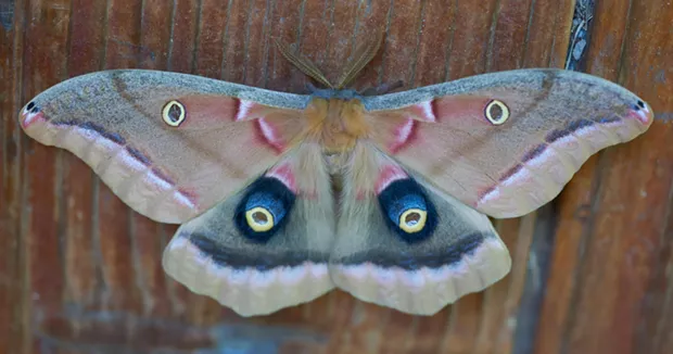 Polyphemus moth showing its rear wing eyespots. - ANTHONY WESTKAMPER