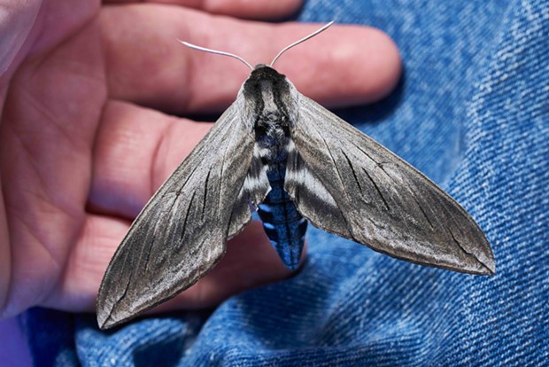Elegant Sphinx moth resting on my hand, showing its silvery wings. - ANTHONY WESTKAMPER