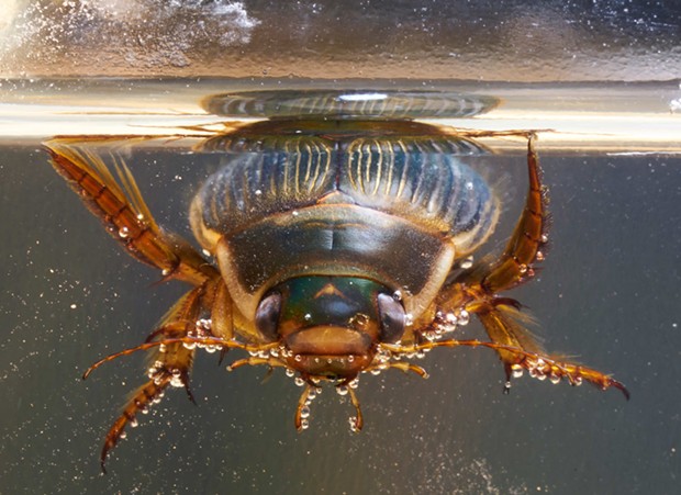Face to face with a predacious diving beetle. This is the last thing many small critters in the water ever see. - ANTHONY WESTKAMPER