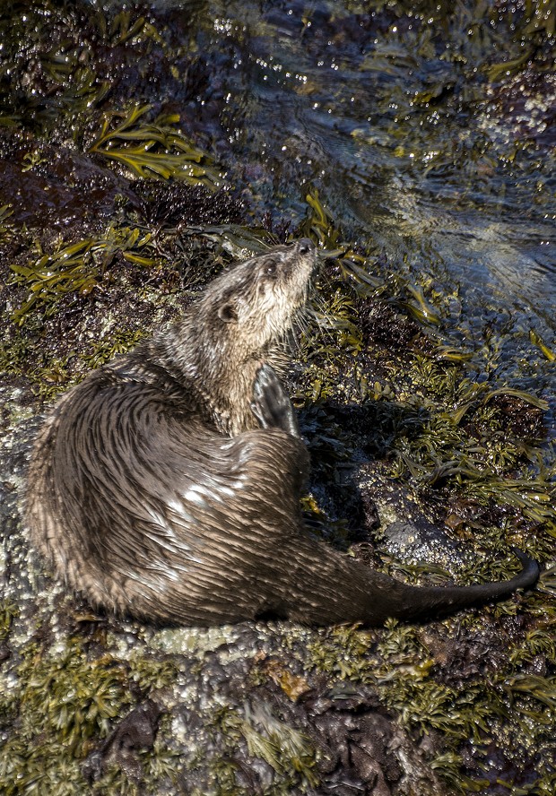 A scruffy fellow having a scratch on the shore. - PHOTO BY MARK LARSON