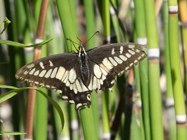 Anise swallowtail. - ANTHONY WESTKAMPER