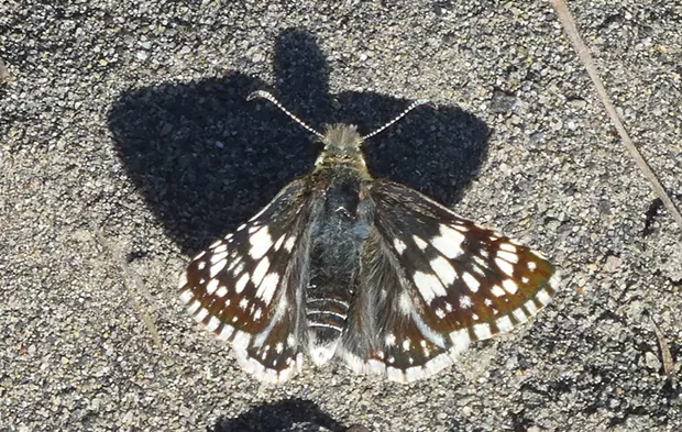 A common checkered skipper. - PHOTO BY ANTHONY WESTKAMPER