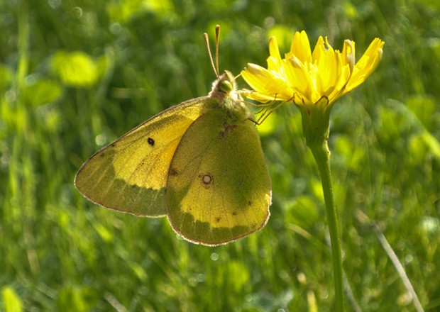 A clouded sulfur butterfly. - PHOTO BY ANTHONY WESTKAMPER