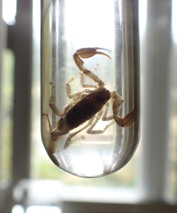 Scorpion in acetone to remove fats from body. - ANTHONY WESTKAMPER