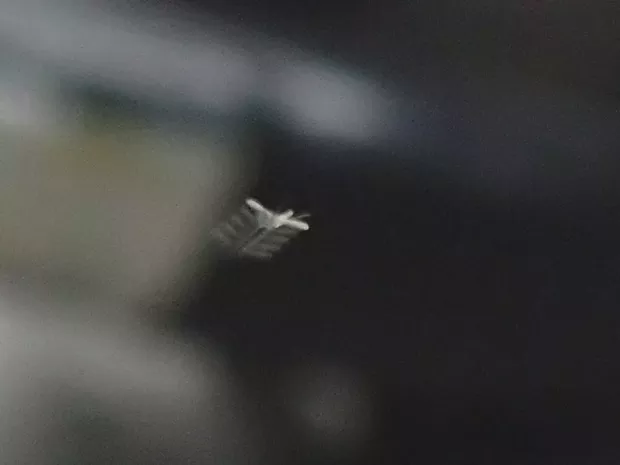 A 1/100 second of a teensy gnat in flight showing its 500-per-second wing beats. - ANTHONY WESTKAMPER