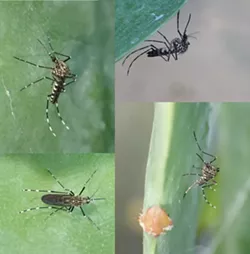 Mosquito larvae (wigglers) collected from a flower pot. - ANTHONY WESTKAMPER