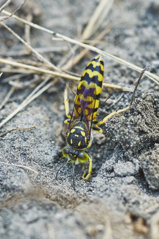 Stentiolia sand wasp digs next while carrying fly to feed to her young. You can see the fly's wings sticking out behind her abdomen. - PHOTO BY ANTHONY WESTKAMPER
