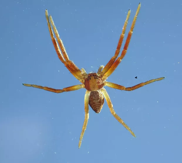 A running crab spider on the windshield. - PHOTO BY ANTHONY WESTKAMPER