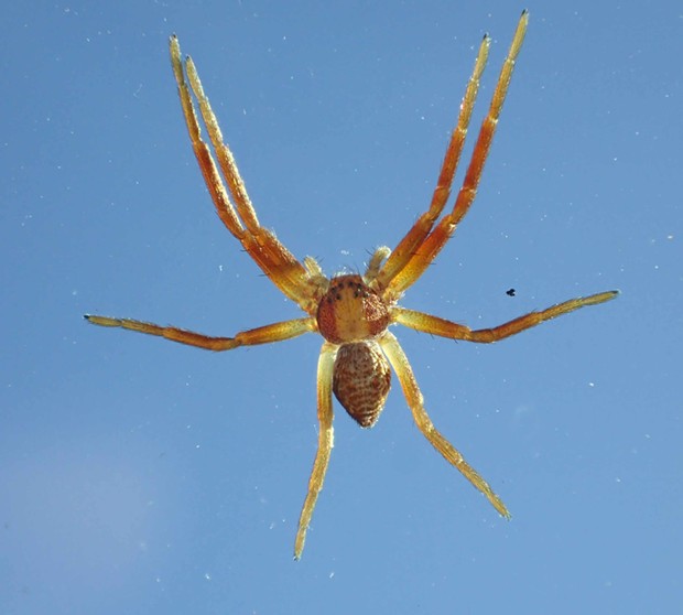 A running crab spider on the windshield. - PHOTO BY ANTHONY WESTKAMPER