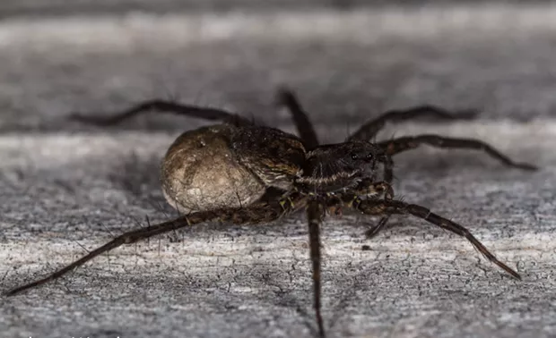 A female wolf spider carrying her egg case behind her abdomen. - PHOTO BY ANTHONY WESTKAMPER