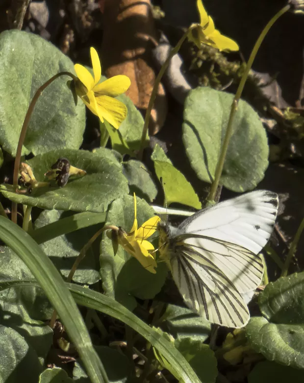 Margined white on redwood violet (Viola sempervirens). - PHOTO BY ANTHONY WESTKAMPER