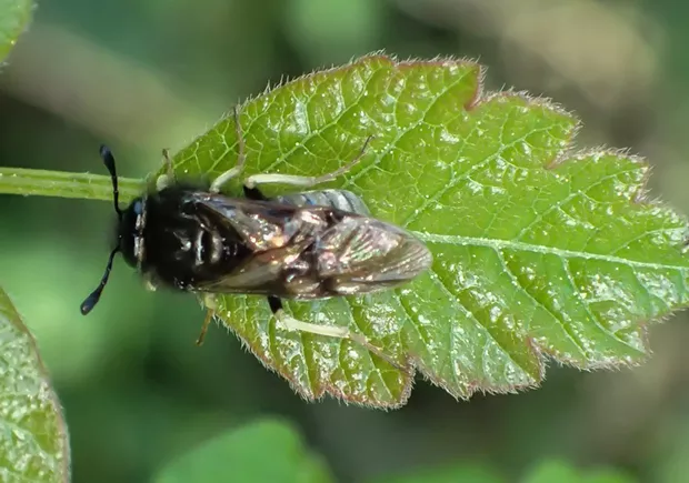 Sawfly. - PHOTO BY ANTHONY WESTKAMPER