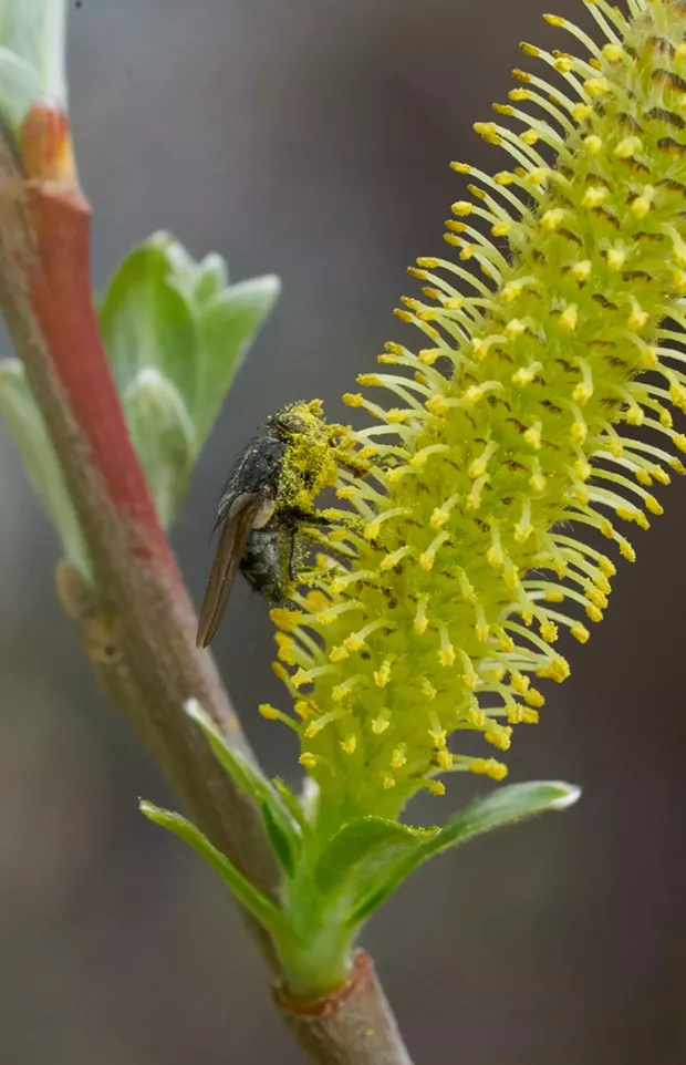 A fly providing pollination services for a willow. - PHOTO BY ANTHONY WESTKAMPER