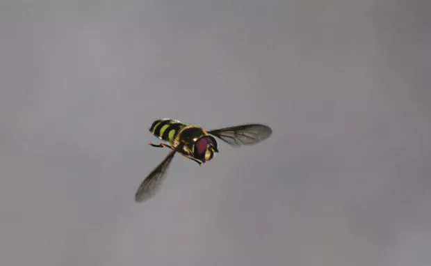 Hover flies may be the ultimate in aerial agility. - PHOTO BY ANTHONY WESTKAMPER