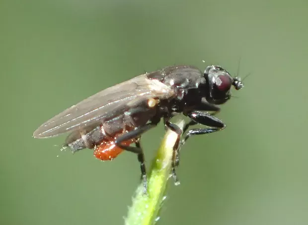 Fly not much bigger than a pin head parasitized by mite. - PHOTO BY ANTHONY WESTKAMPER