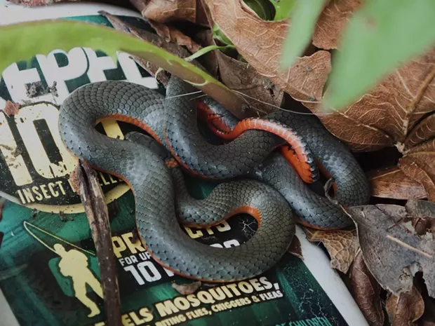 Northwestern ring-necked snake by my front porch. - PHOTO BY ANTHONY WESTKAMPER