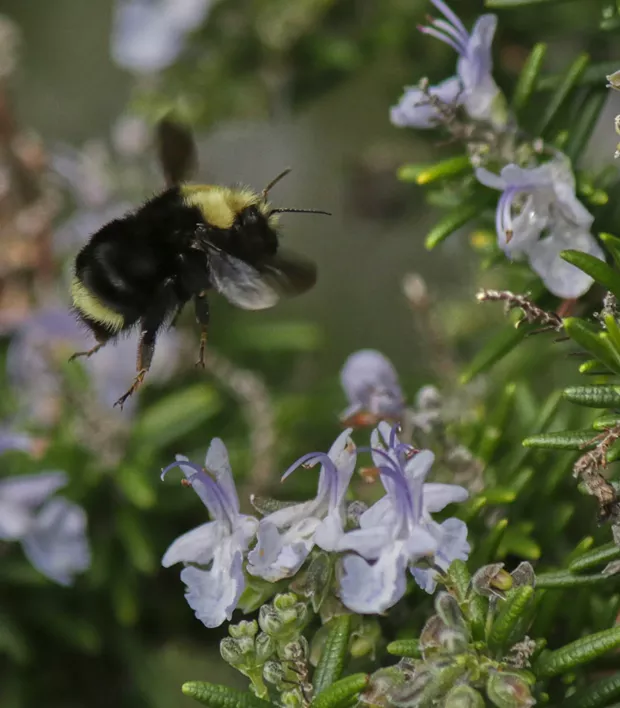 In-flight bumblebee. - PHOTO BY ANTHONY WESTKAMPER