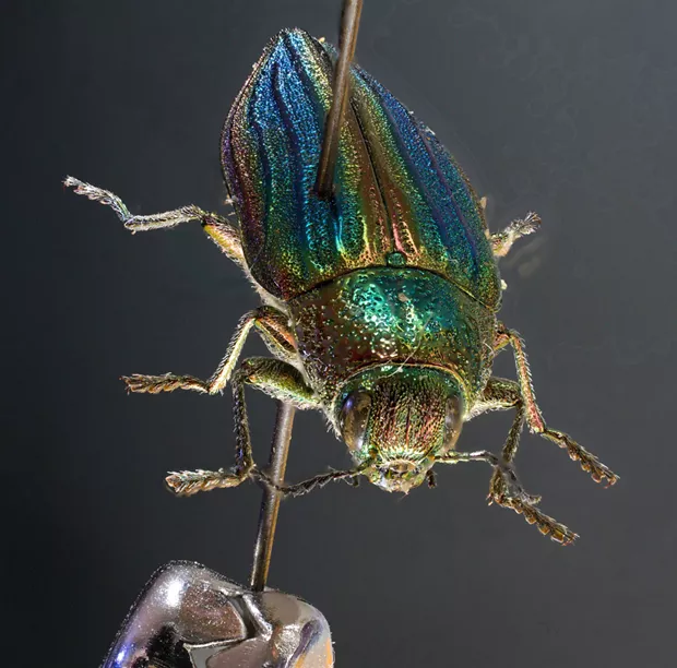 A very dead golden bupesprid beetle. - PHOTO BY ANTHONY WESTKAMPER