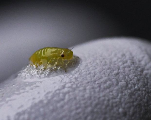 A bubbly little nymphal spittle bug. - PHOTO BY ANTHONY WESTKAMPER