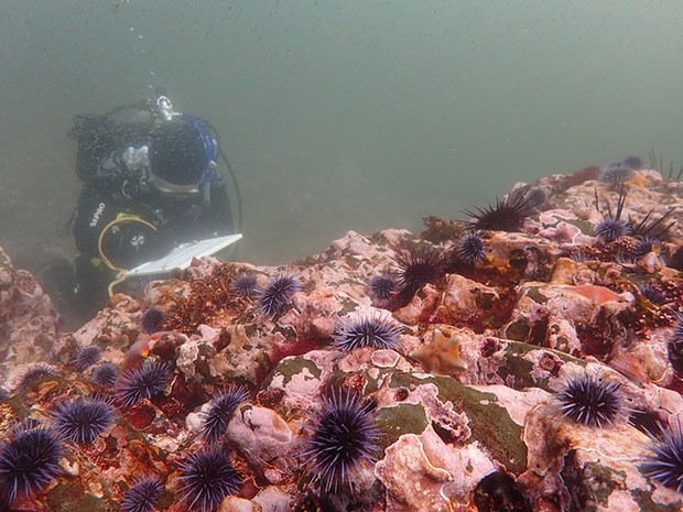 Urchins blanket a rocky reef. - CYNTHIA CATTON/CALIFORNIA DEPARTMENT OF FISH AND WILDLIFE
