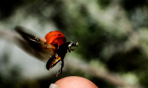 Adult ladybug taking off from fingertip. - PHOTO BY ANTHONY WESTKAMPER