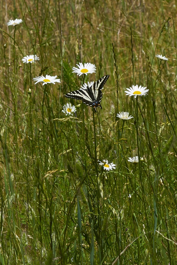 Pale swallowtail on daisies. - PHOTO BY ANTHONY WESTKAMPER