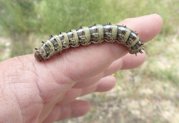 Pandora moth caterpillar on my hand. - PHOTO BY ANTHONY WESTKAMPER