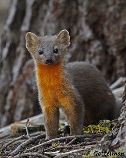 Cute and endangered? - FILE