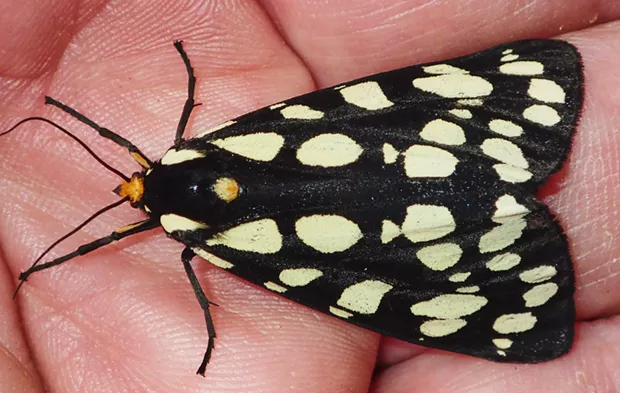 Common Brown Moth Crossword Clue
